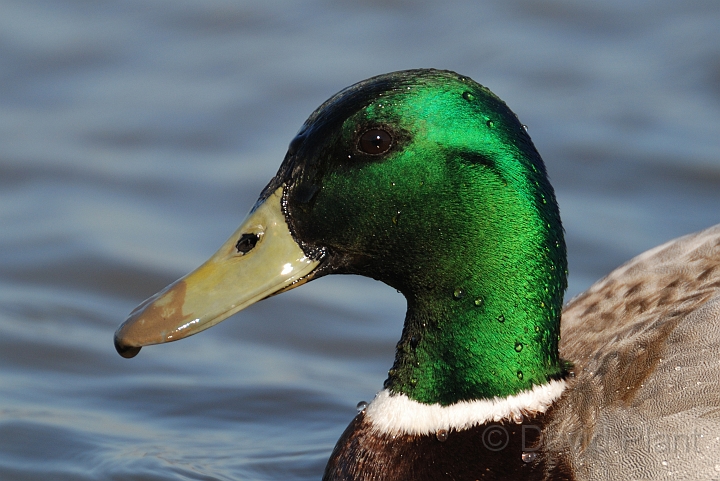 David Plant Photography - Wildlife Photography - Mallards - R.jpg - Mallard, male head - Norfolk